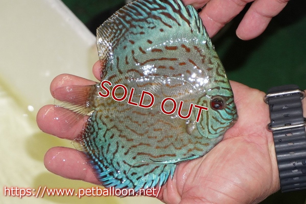 画像3: 【ディスカス】【通販】ジャイアントロイヤルブリリアント（ハイフォーム）【個体販売】12-13cm（生体）マレーシア　NAディスカスファーム (3)