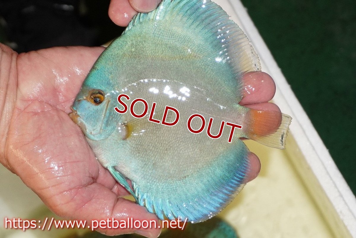 画像2: 【ディスカス】【通販】ハイボディスーパーブルーダイヤモンド【個体販売】13-14cm（生体）マレーシア　NAディスカスファーム (2)