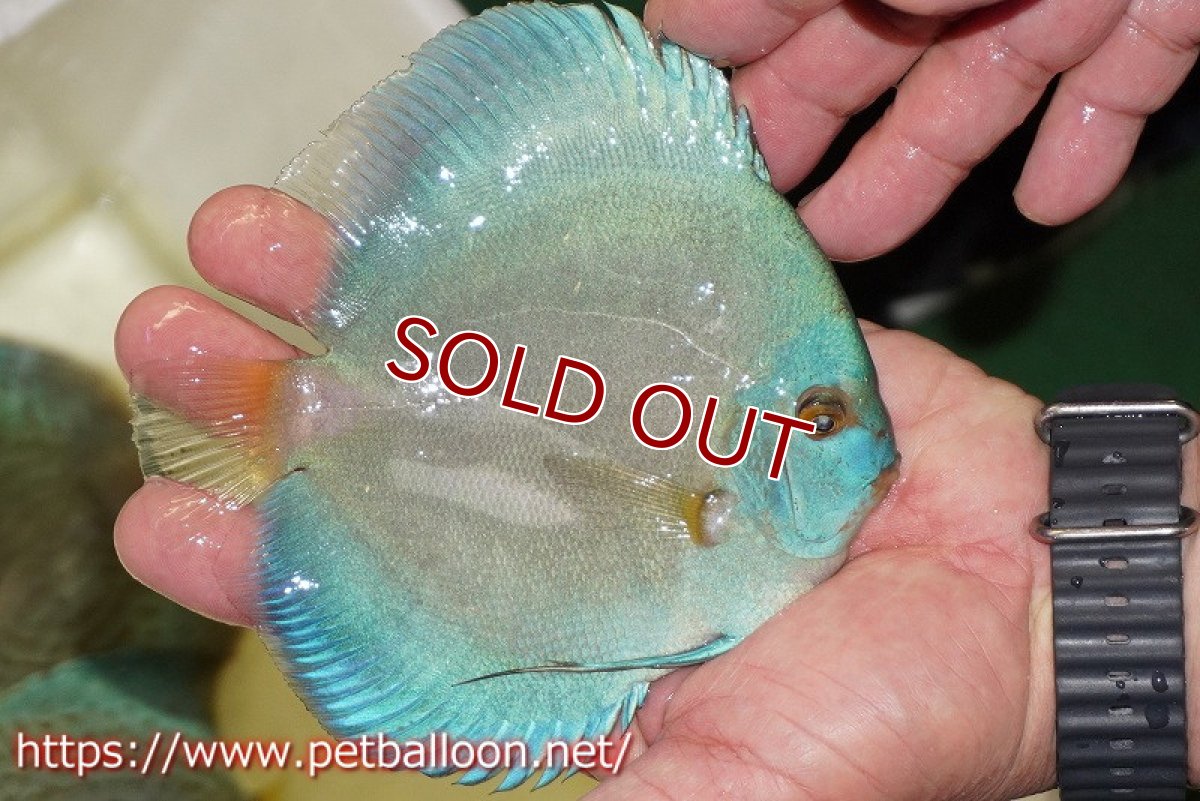 画像3: 【ディスカス】【通販】ハイボディスーパーブルーダイヤモンド【個体販売】13-14cm（生体）マレーシア　NAディスカスファーム (3)