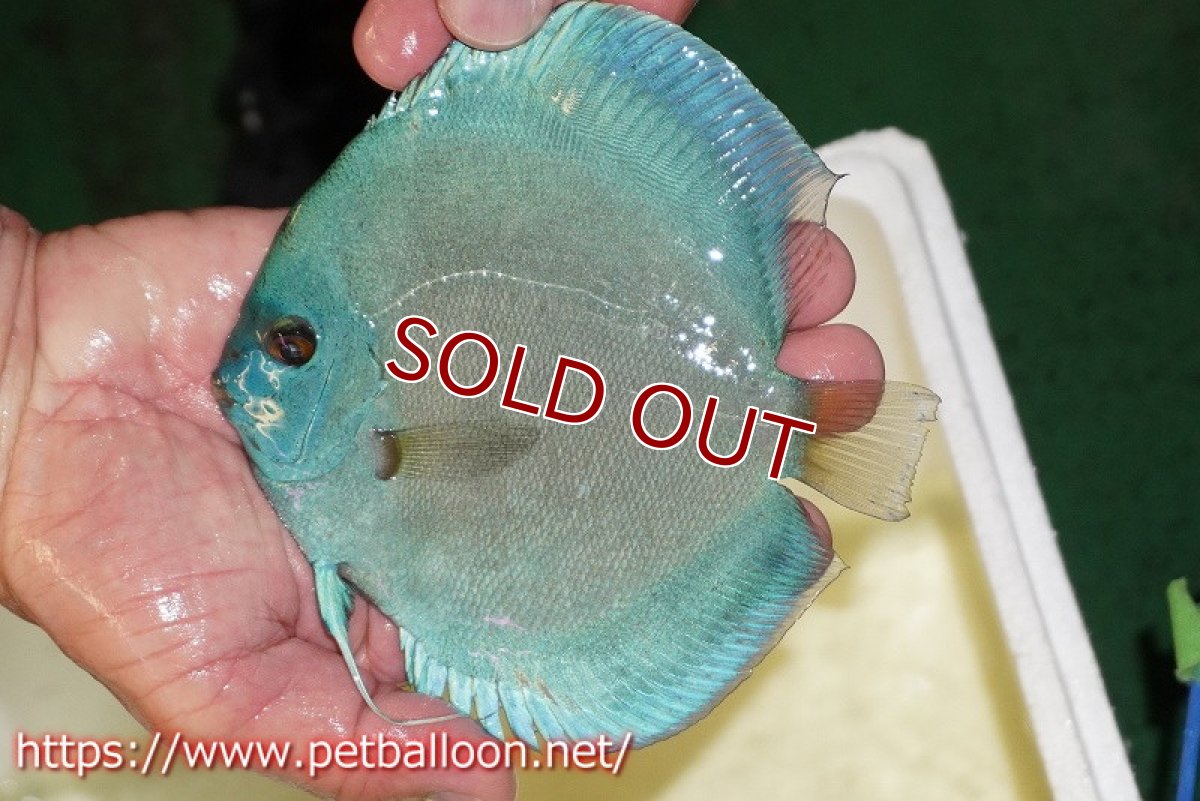 画像2: 【ディスカス】【通販】ハイボディスーパーブルーダイヤモンド【個体販売】13-14cm（生体）マレーシア　NAディスカスファーム (2)