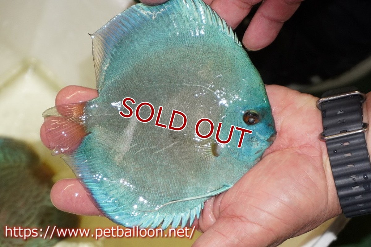 画像3: 【ディスカス】【通販】ハイボディスーパーブルーダイヤモンド【個体販売】13-14cm（生体）マレーシア　NAディスカスファーム (3)