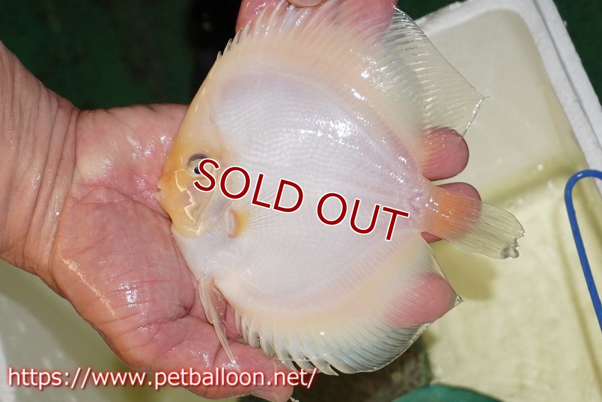 画像2: 【ディスカス】【ディスカス】【通販】ホワイトダイヤモンド【個体販売】13-14cm（生体）マレーシア　NAディスカスファーム (2)