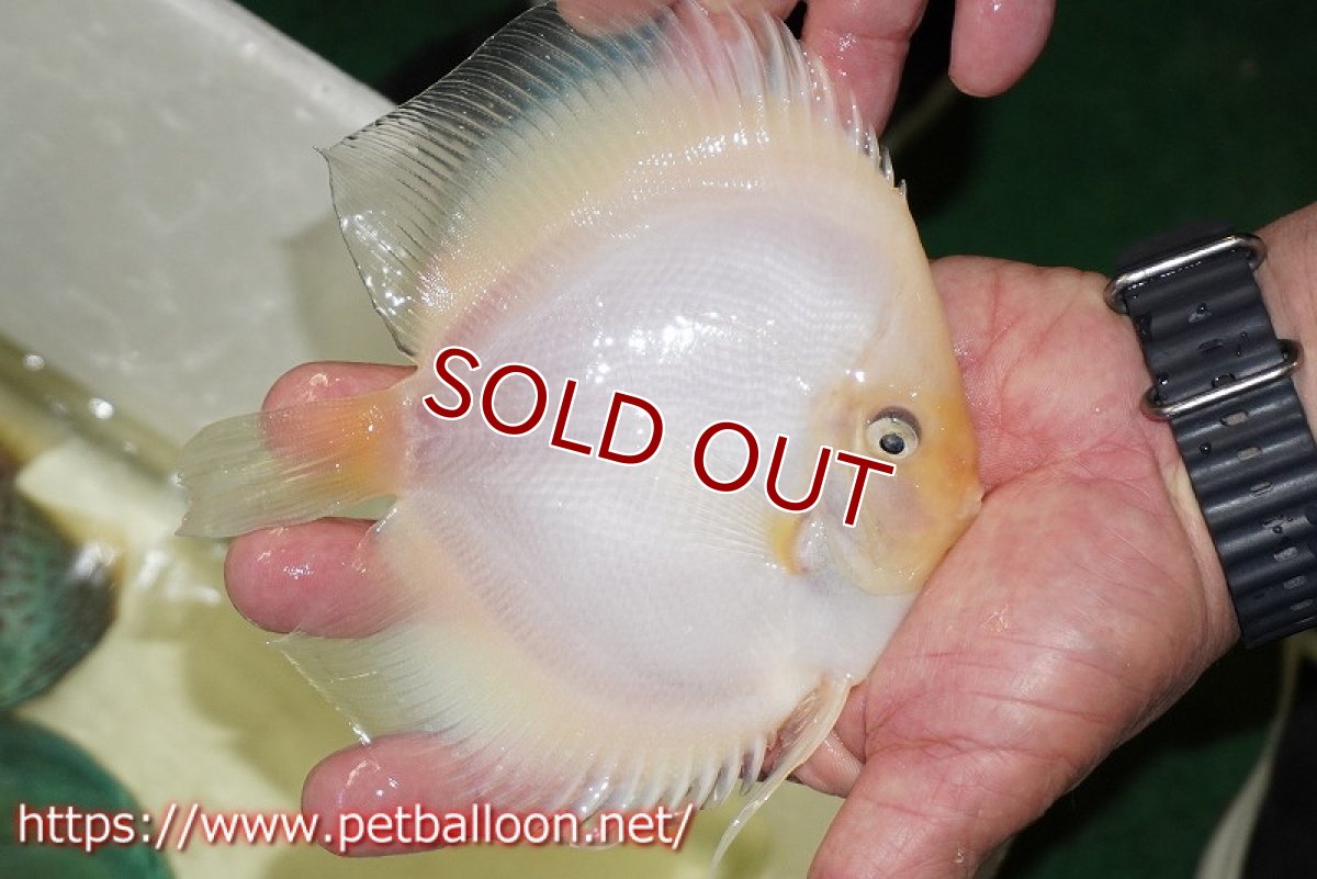 画像3: 【ディスカス】【ディスカス】【通販】ホワイトダイヤモンド【個体販売】13-14cm（生体）マレーシア　NAディスカスファーム (3)