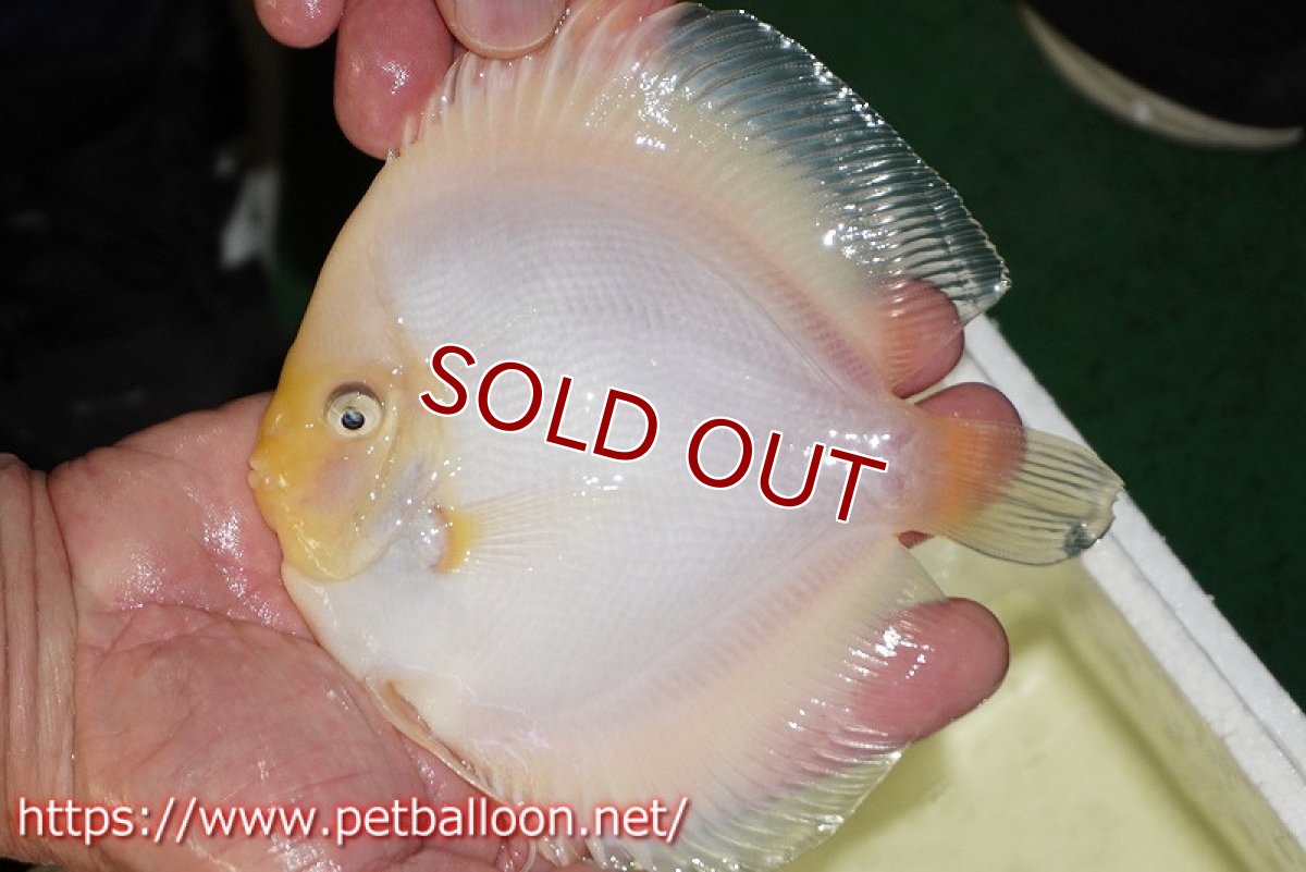 画像2: 【ディスカス】【ディスカス】【通販】ホワイトダイヤモンド【個体販売】13-14cm（生体）マレーシア　NAディスカスファーム (2)