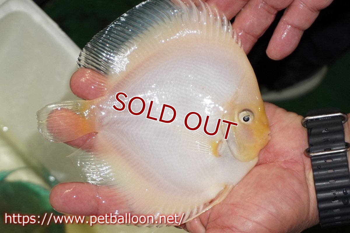 画像3: 【ディスカス】【ディスカス】【通販】ホワイトダイヤモンド【個体販売】13-14cm（生体）マレーシア　NAディスカスファーム (3)