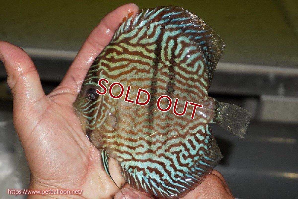 画像2: 【ディスカス】【通販】【激レア　ニューストレイン】ヤムンダブルームーンヘッケルクロス（ハイフォーム　タイプブルー）【個体販売】13-14cm（生体）マレーシア　KLディスカスファーム (2)