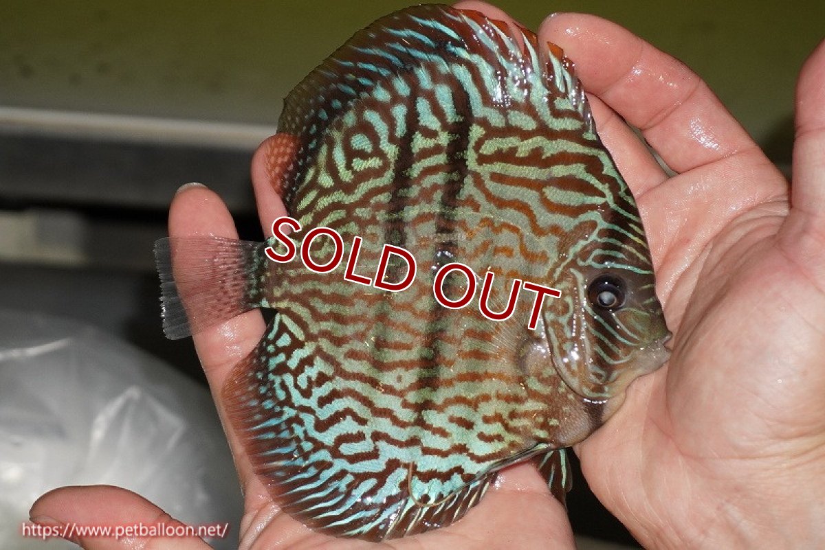 画像3: 【ディスカス】【通販】【激レア　ニューストレイン】ヤムンダブルームーンヘッケルクロス（ハイフォーム　タイプブルー）【個体販売】13-14cm（生体）マレーシア　KLディスカスファーム (3)