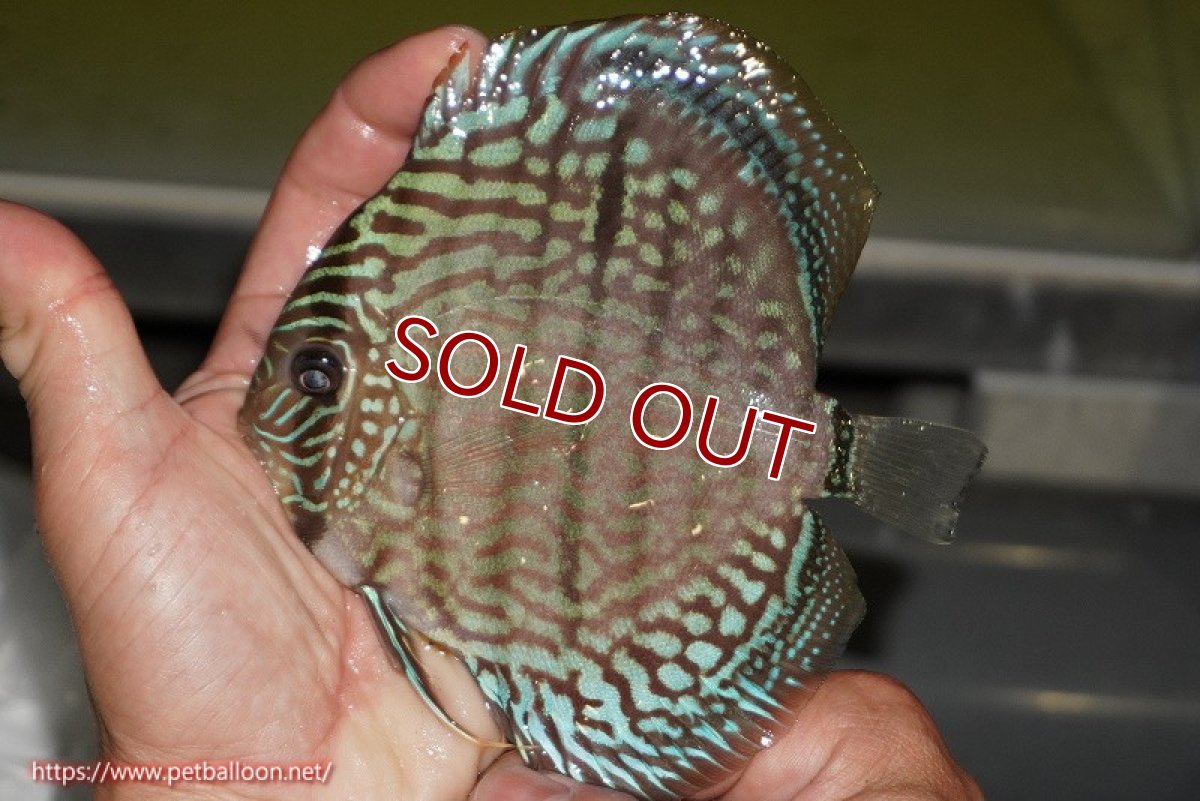 画像2: 【ディスカス】【通販】【激レア　ニューストレイン】ヤムンダブルームーンヘッケルクロス（ハイフォーム　タイプブルー）【個体販売】13-14cm（生体）マレーシア　KLディスカスファーム (2)