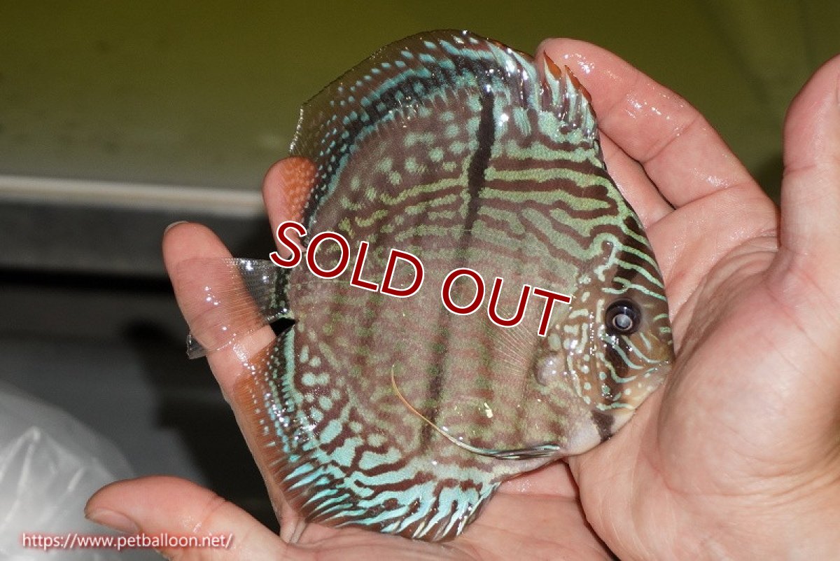 画像3: 【ディスカス】【通販】【激レア　ニューストレイン】ヤムンダブルームーンヘッケルクロス（ハイフォーム　タイプブルー）【個体販売】13-14cm（生体）マレーシア　KLディスカスファーム (3)