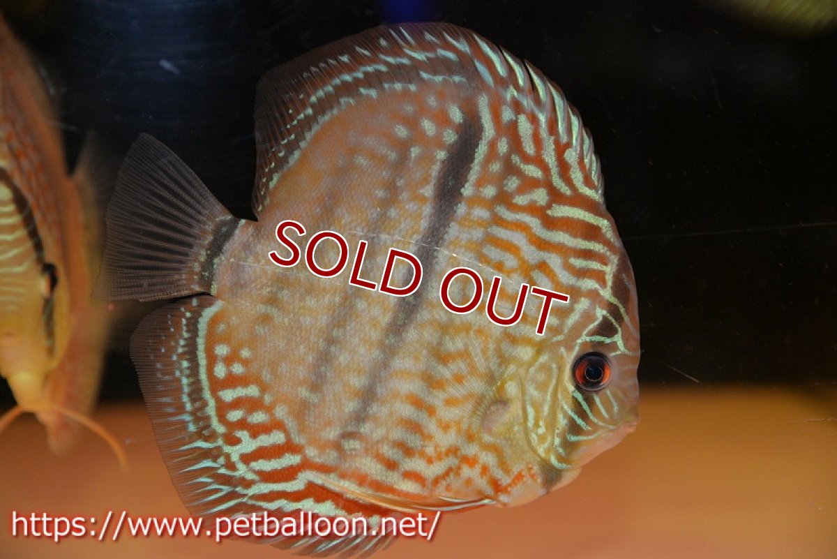 画像2: 【ディスカス】【ディスカス】【通販】【激レア　ニューストレイン】ヤムンダブルームーンヘッケルクロス（ハイフォーム　タイプブルー）【個体販売】13-14cm（生体）マレーシア　KLディスカスファーム (2)