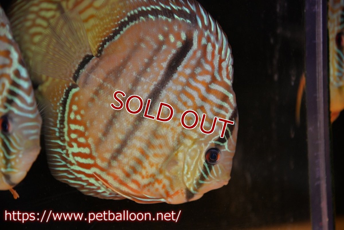 画像3: 【ディスカス】【ディスカス】【通販】【激レア　ニューストレイン】ヤムンダブルームーンヘッケルクロス（ハイフォーム　タイプブルー）【個体販売】13-14cm（生体）マレーシア　KLディスカスファーム (3)