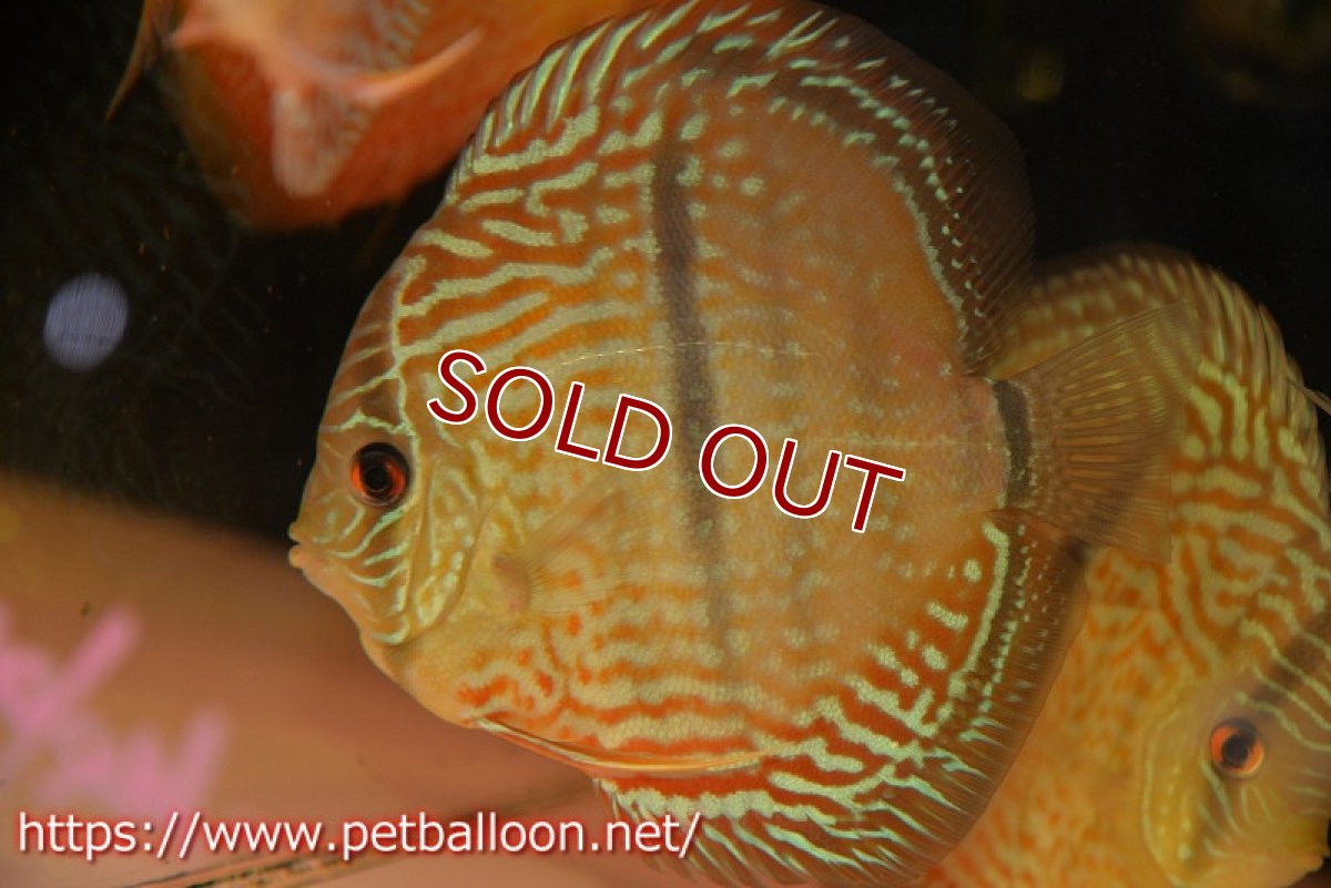 画像4: 【ディスカス】【ディスカス】【通販】【激レア　ニューストレイン】ヤムンダブルームーンヘッケルクロス（ハイフォーム　タイプブルー）【個体販売】13-14cm（生体）マレーシア　KLディスカスファーム (4)