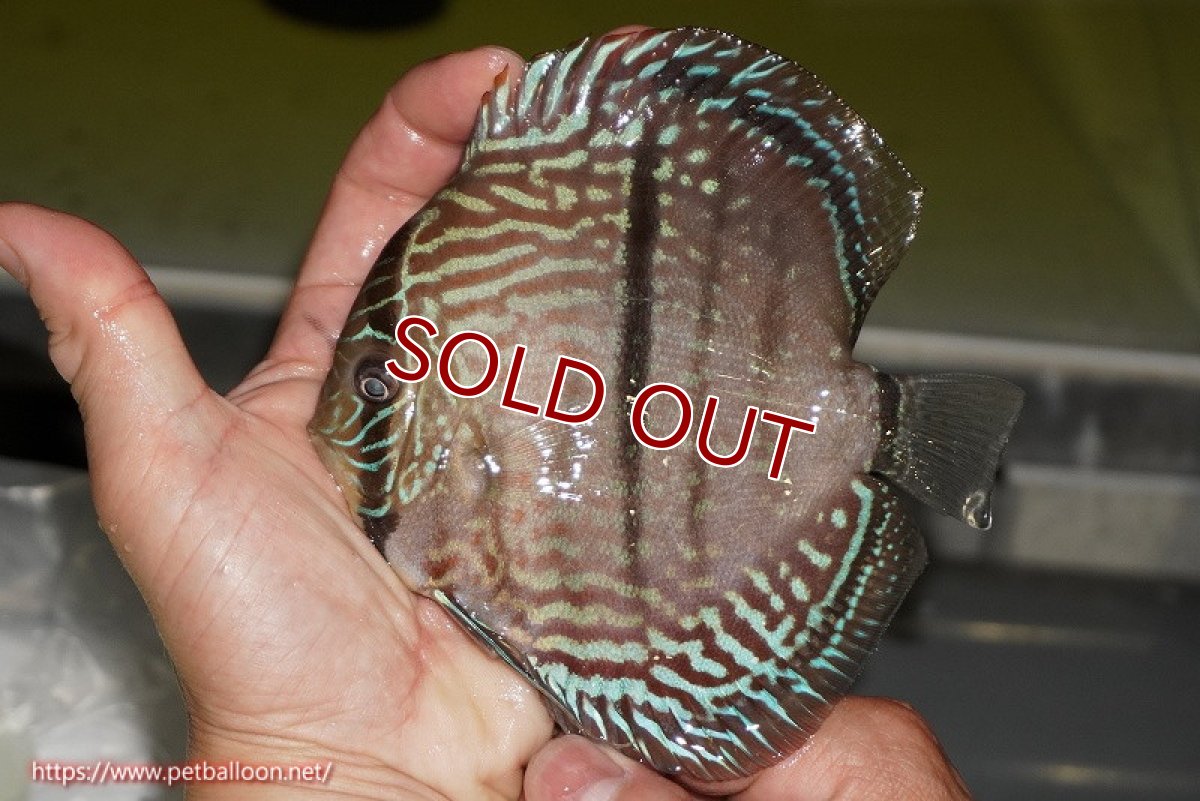 画像5: 【ディスカス】【ディスカス】【通販】【激レア　ニューストレイン】ヤムンダブルームーンヘッケルクロス（ハイフォーム　タイプブルー）【個体販売】13-14cm（生体）マレーシア　KLディスカスファーム (5)