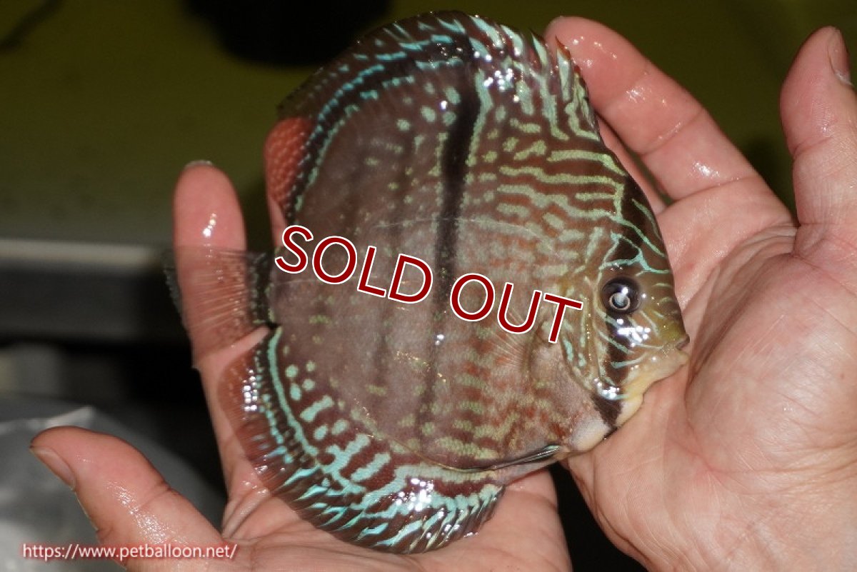 画像6: 【ディスカス】【ディスカス】【通販】【激レア　ニューストレイン】ヤムンダブルームーンヘッケルクロス（ハイフォーム　タイプブルー）【個体販売】13-14cm（生体）マレーシア　KLディスカスファーム (6)