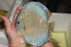 画像1: 【ディスカス】【通販】スポテッドロイヤルブルーサクラ（ハイフォーム）【個体販売】16cm（生体）マレーシア　NAディスカスファーム (1)