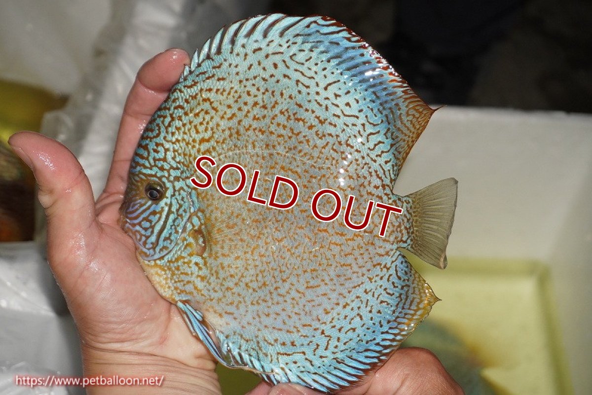 画像2: 【ディスカス】【通販】スポテッドロイヤルブルーサクラ（ハイフォーム）【個体販売】16cm（生体）マレーシア　NAディスカスファーム (2)