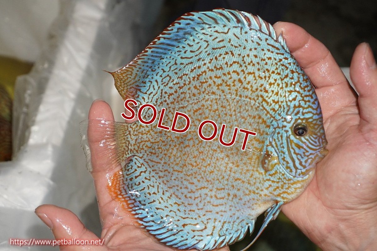 画像3: 【ディスカス】【通販】スポテッドロイヤルブルーサクラ（ハイフォーム）【個体販売】16cm（生体）マレーシア　NAディスカスファーム (3)