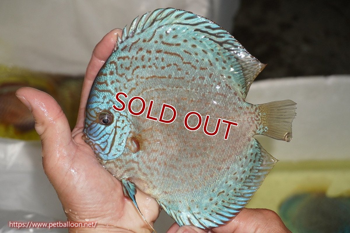 画像2: 【ディスカス】【ディスカス】【通販】スポテッドロイヤルブルーサクラ（ハイフォーム）【個体販売】16cm（生体）マレーシア　NAディスカスファーム (2)