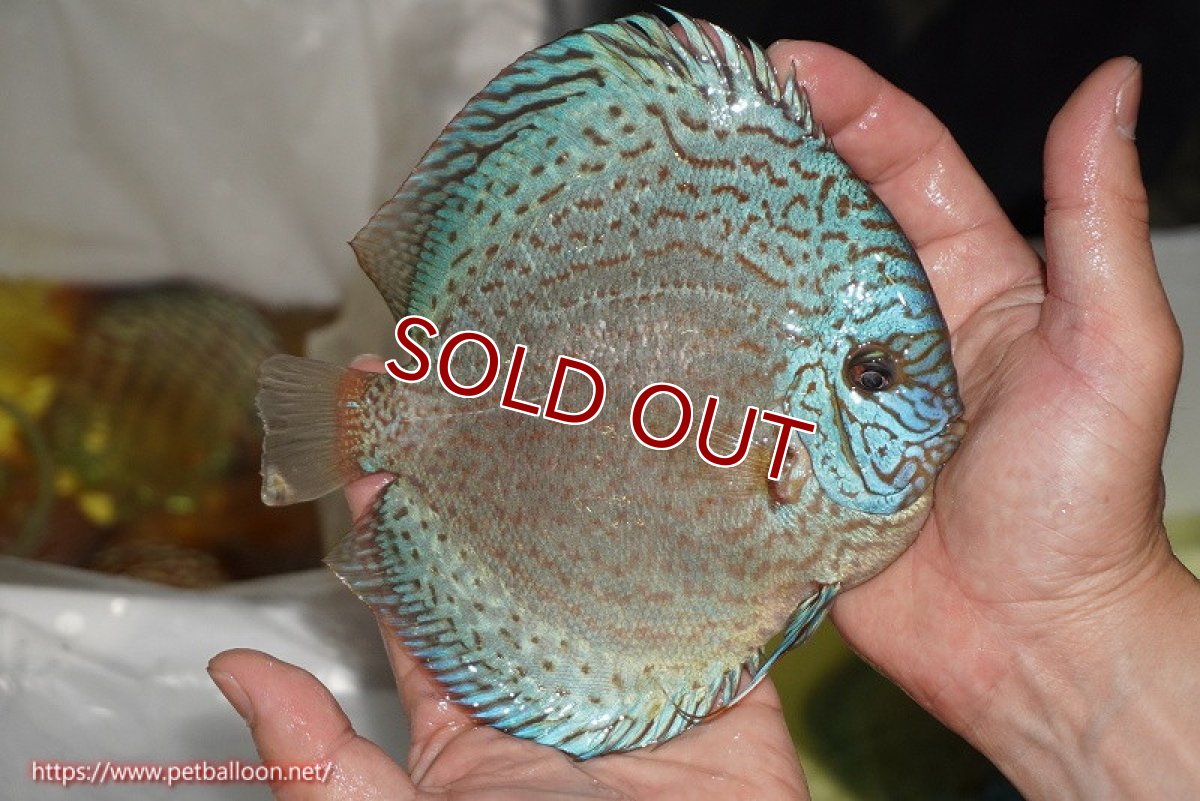 画像3: 【ディスカス】【ディスカス】【通販】スポテッドロイヤルブルーサクラ（ハイフォーム）【個体販売】16cm（生体）マレーシア　NAディスカスファーム (3)