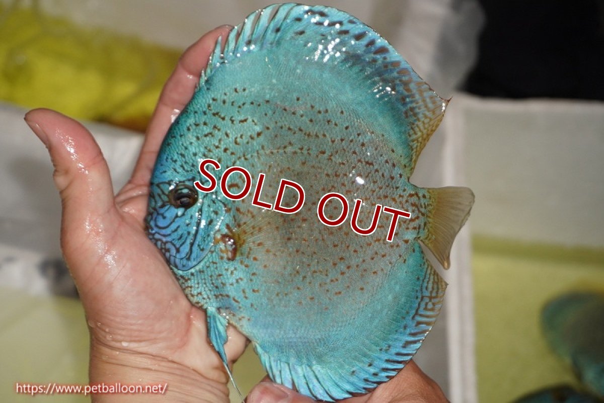 画像1: 【水槽スペース確保のため大特価】【ディスカス】【通販】スポテッドロイヤルブルーサクラ（ハイフォーム）（右鰓やや開きあり）【個体販売】16cm（生体）マレーシア　NAディスカスファーム (1)