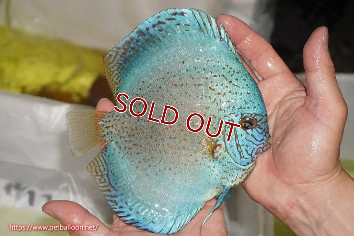 画像2: 【水槽スペース確保のため大特価】【ディスカス】【通販】スポテッドロイヤルブルーサクラ（ハイフォーム）（右鰓やや開きあり）【個体販売】16cm（生体）マレーシア　NAディスカスファーム (2)