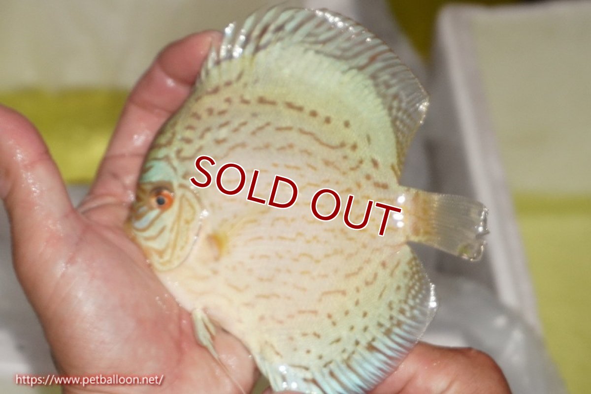 画像2: 【ディスカス】【ディスカス】【通販】ジャイアントブルーフローラ（ハイフォーム）【個体販売】12-13cm（生体）マレーシア　NAディスカスファーム (2)