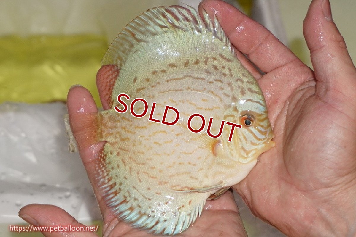 画像3: 【ディスカス】【ディスカス】【通販】ジャイアントブルーフローラ（ハイフォーム）【個体販売】12-13cm（生体）マレーシア　NAディスカスファーム (3)