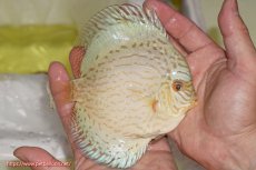 画像3: 【サマーセール10%OFFクーポン番号（10）対象商品 】【ディスカス】【ディスカス】【通販】ジャイアントブルーフローラ（ハイフォーム）【個体販売】12-13cm（生体）マレーシア　NAディスカスファーム (3)