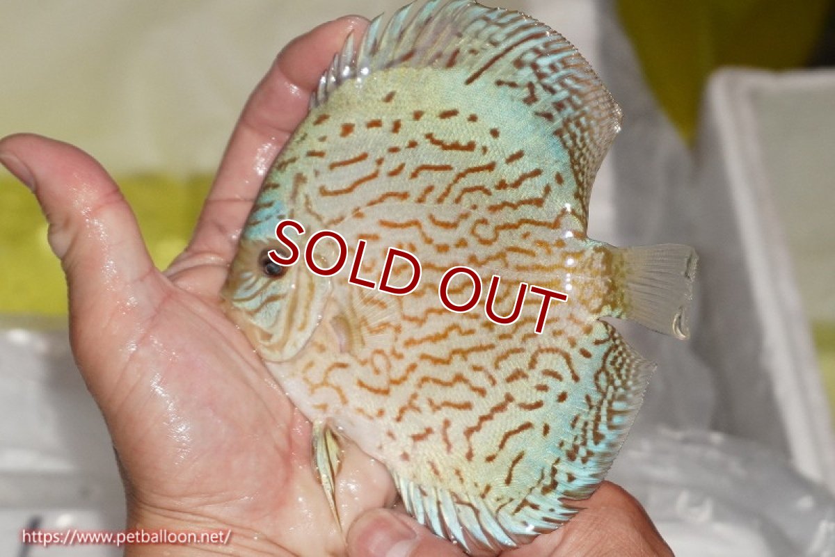 画像2: 【ディスカス】【通販】ジャイアントブルーフローラ（ハイフォーム）【個体販売】12-13cm（生体）マレーシア　NAディスカスファーム (2)