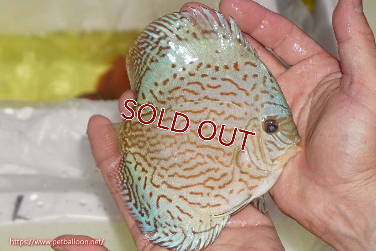 画像3: 【ディスカス】【通販】ジャイアントブルーフローラ（ハイフォーム）【個体販売】12-13cm（生体）マレーシア　NAディスカスファーム (3)