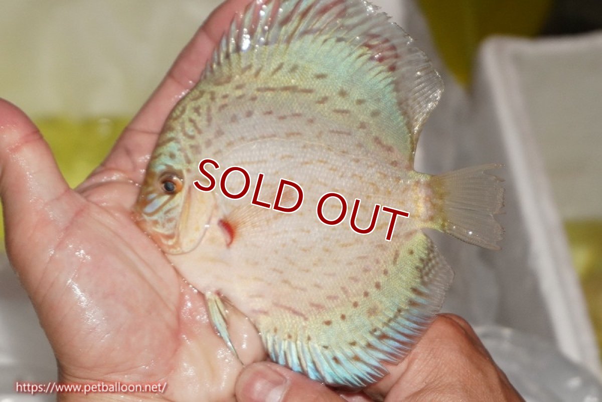 画像1: 【ディスカス】【通販】ジャイアントブルーフローラ（ハイフォーム）【個体販売】12-13cm（生体）マレーシア　NAディスカスファーム (1)