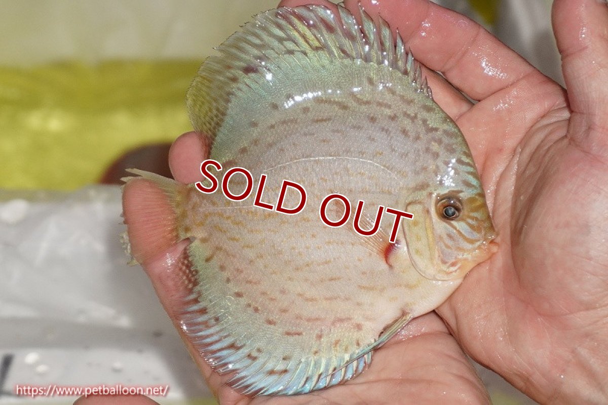 画像2: 【ディスカス】【通販】ジャイアントブルーフローラ（ハイフォーム）【個体販売】12-13cm（生体）マレーシア　NAディスカスファーム (2)