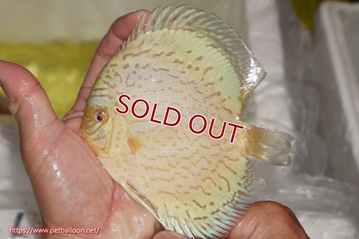 画像1: 【ディスカス】【通販】ジャイアントブルーフローラ（ハイフォーム）【個体販売】12-13cm（生体）マレーシア　NAディスカスファーム (1)