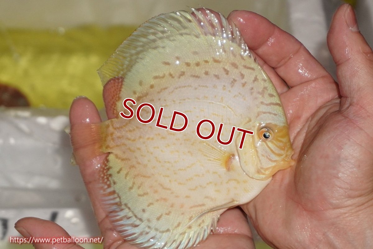 画像2: 【ディスカス】【通販】ジャイアントブルーフローラ（ハイフォーム）【個体販売】12-13cm（生体）マレーシア　NAディスカスファーム (2)