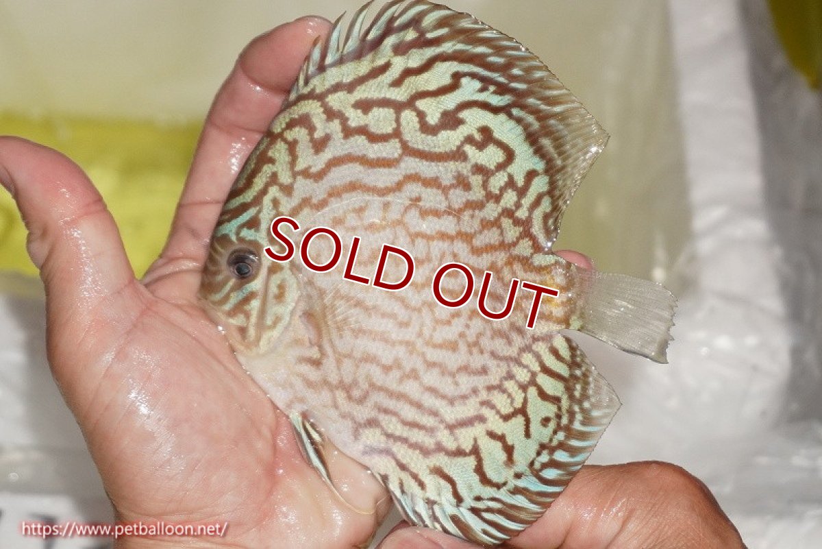 画像2: 【ディスカス】【通販】ジャイアントブルーフローラ（ハイフォーム）【個体販売】12-13cm（生体）マレーシア　NAディスカスファーム (2)