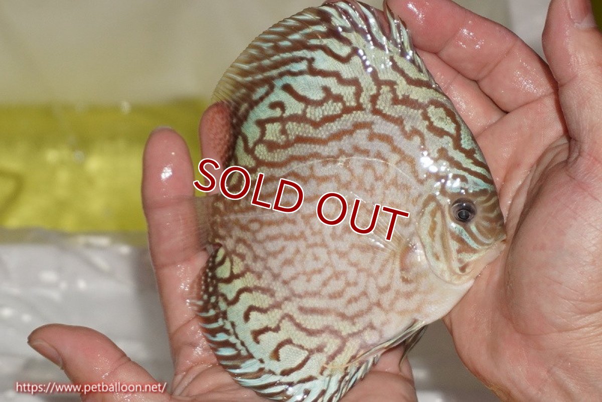 画像3: 【ディスカス】【通販】ジャイアントブルーフローラ（ハイフォーム）【個体販売】12-13cm（生体）マレーシア　NAディスカスファーム (3)