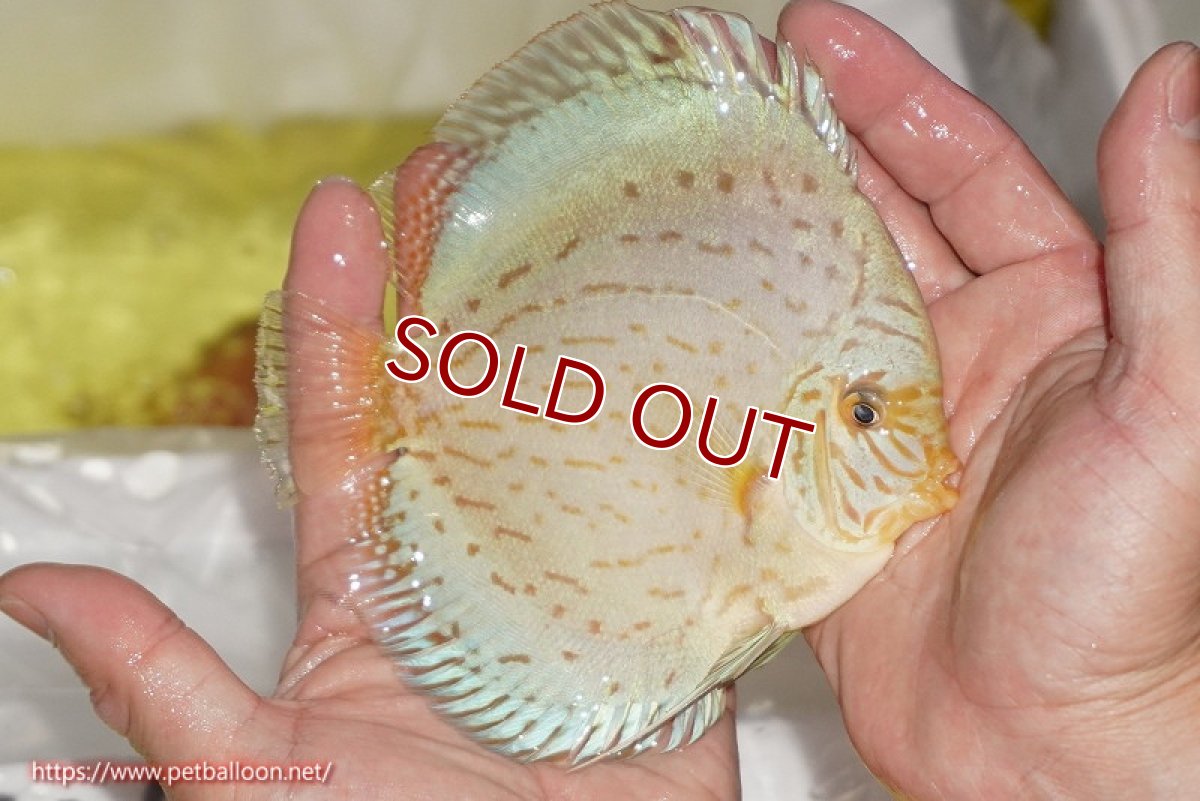 画像2: 【ディスカス】【通販】ジャイアントブルーフローラ（ハイフォーム）【個体販売】12-13cm（生体）マレーシア　NAディスカスファーム (2)