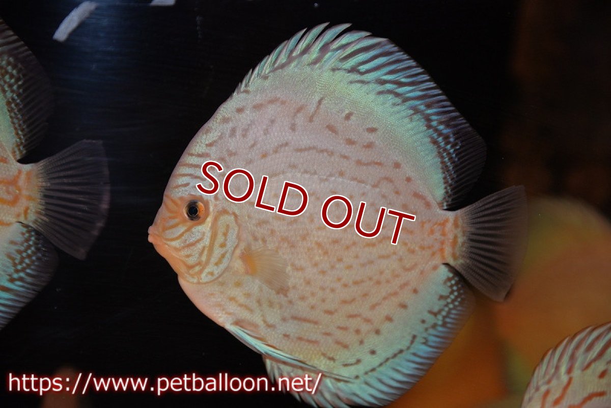 画像1: 【水槽スペース確保のため大特価】【ディスカス】【通販】ジャイアントブルーフローラ（ハイフォーム）【個体販売】12-13cm（生体）マレーシア　NAディスカスファーム (1)