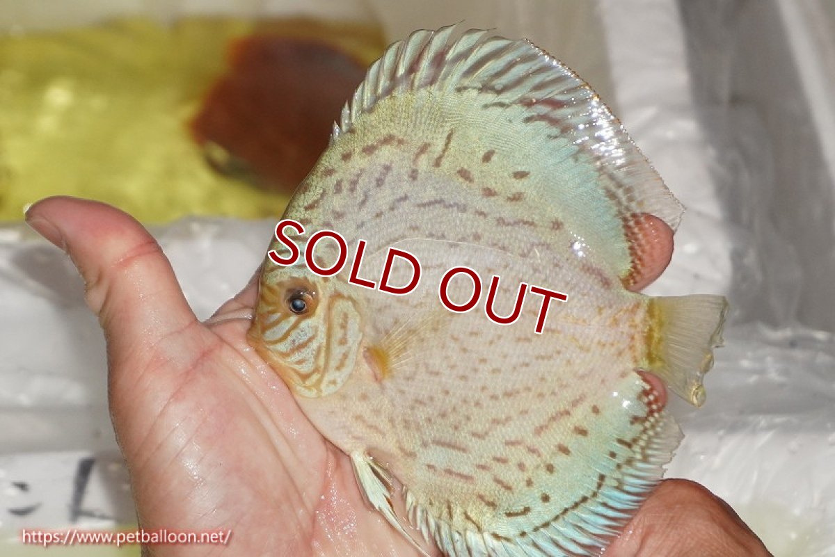 画像2: 【水槽スペース確保のため大特価】【ディスカス】【通販】ジャイアントブルーフローラ（ハイフォーム）【個体販売】12-13cm（生体）マレーシア　NAディスカスファーム (2)