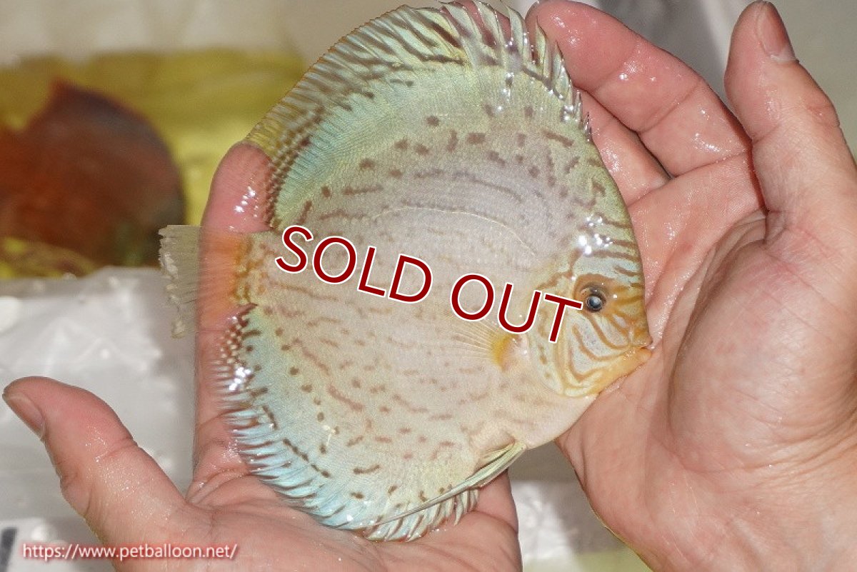 画像3: 【水槽スペース確保のため大特価】【ディスカス】【通販】ジャイアントブルーフローラ（ハイフォーム）【個体販売】12-13cm（生体）マレーシア　NAディスカスファーム (3)