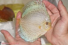 画像3: 【サマーセール10%OFFクーポン番号（10）対象商品 】【ディスカス】【ディスカス】【通販】ジャイアントブルーフローラ（ハイフォーム）【個体販売】12-13cm（生体）マレーシア　NAディスカスファーム (3)