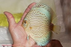 画像1: 【ディスカス】【通販】ジャイアントブルーフローラ（ハイフォーム）【個体販売】12-13cm（生体）マレーシア　NAディスカスファーム (1)