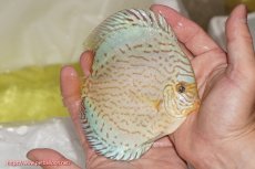 画像2: 【ディスカス】【通販】ジャイアントブルーフローラ（ハイフォーム）【個体販売】12-13cm（生体）マレーシア　NAディスカスファーム (2)