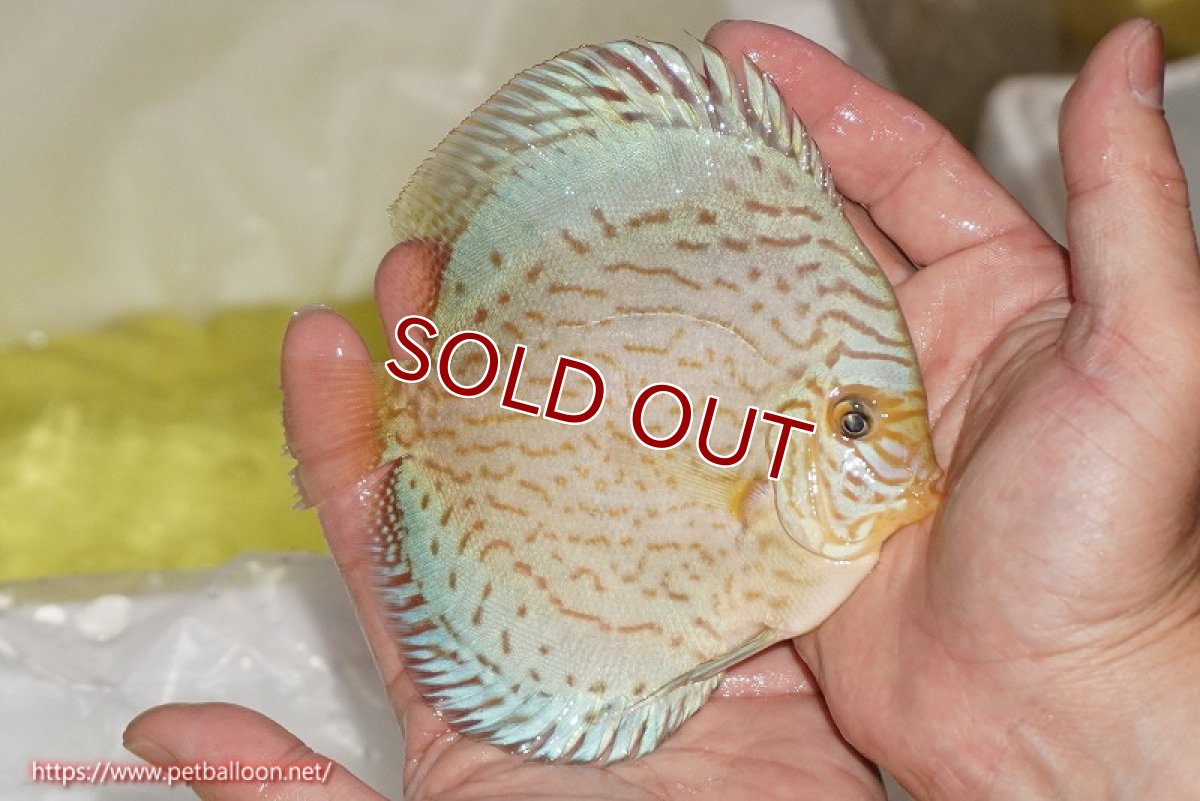 画像3: 【ディスカス】【ディスカス】【通販】ジャイアントブルーフローラ（ハイフォーム）【個体販売】12-13cm（生体）マレーシア　NAディスカスファーム (3)