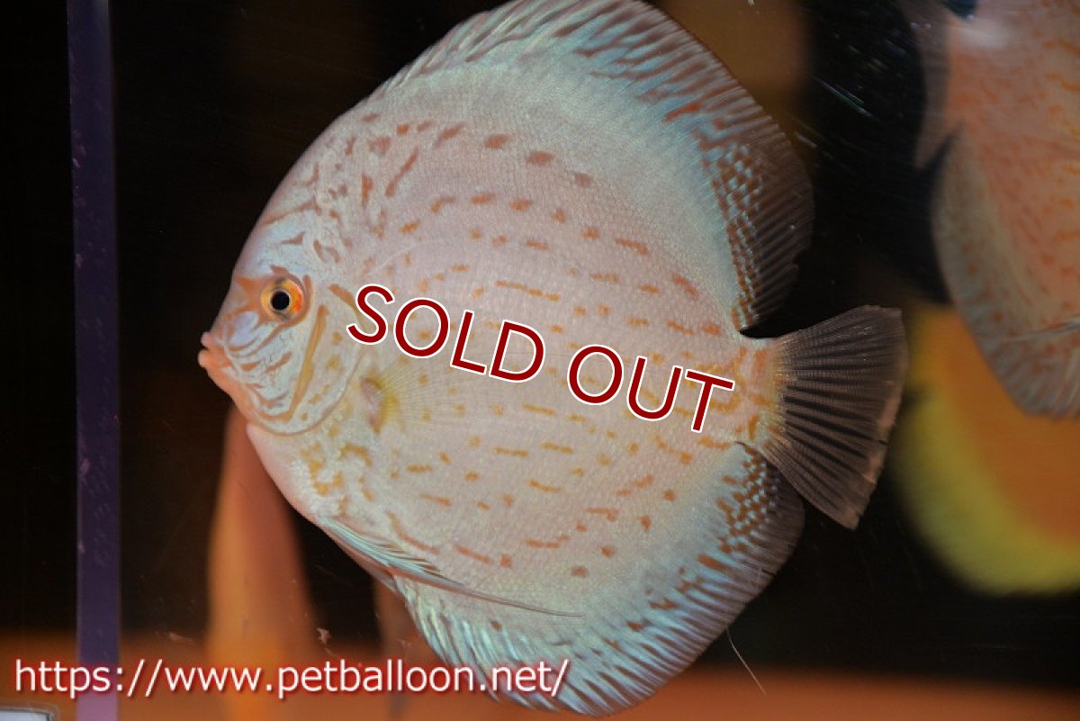 画像1: 【水槽スペース確保のため大特価】【ディスカス】【通販】ジャイアントブルーフローラ（ハイフォーム）【個体販売】12-13cm（生体）マレーシア　NAディスカスファーム (1)