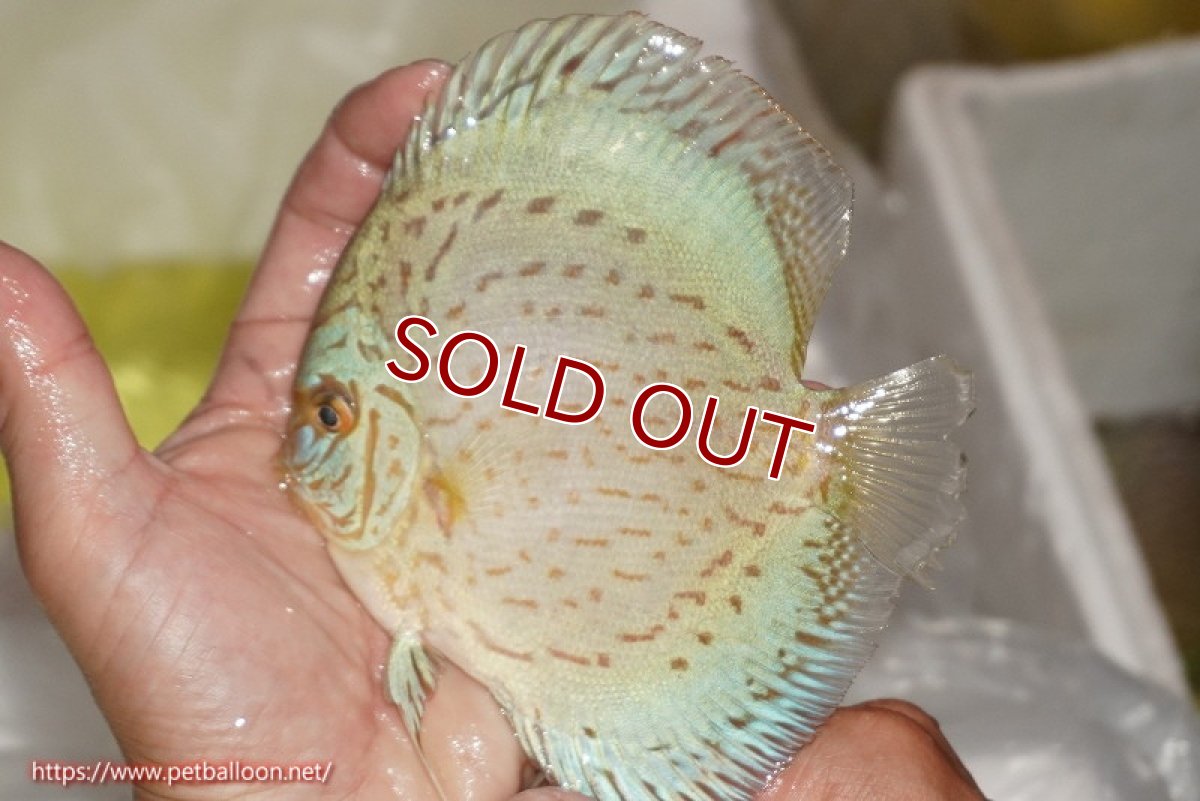 画像2: 【水槽スペース確保のため大特価】【ディスカス】【通販】ジャイアントブルーフローラ（ハイフォーム）【個体販売】12-13cm（生体）マレーシア　NAディスカスファーム (2)