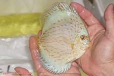 画像2: 【ディスカス】【通販】ジャイアントブルーフローラ（ハイフォーム）【個体販売】12-13cm（生体）マレーシア　NAディスカスファーム (2)