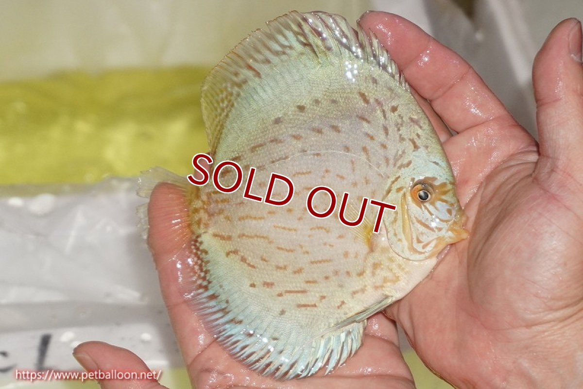 画像3: 【水槽スペース確保のため大特価】【ディスカス】【通販】ジャイアントブルーフローラ（ハイフォーム）【個体販売】12-13cm（生体）マレーシア　NAディスカスファーム (3)