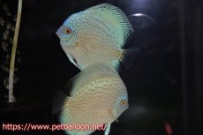画像1: 【ディスカス】【通販】ジャイアントブルーフローラ（ハイフォーム）【個体ペア販売】12-13cm（生体）マレーシア　NAディスカスファーム (1)