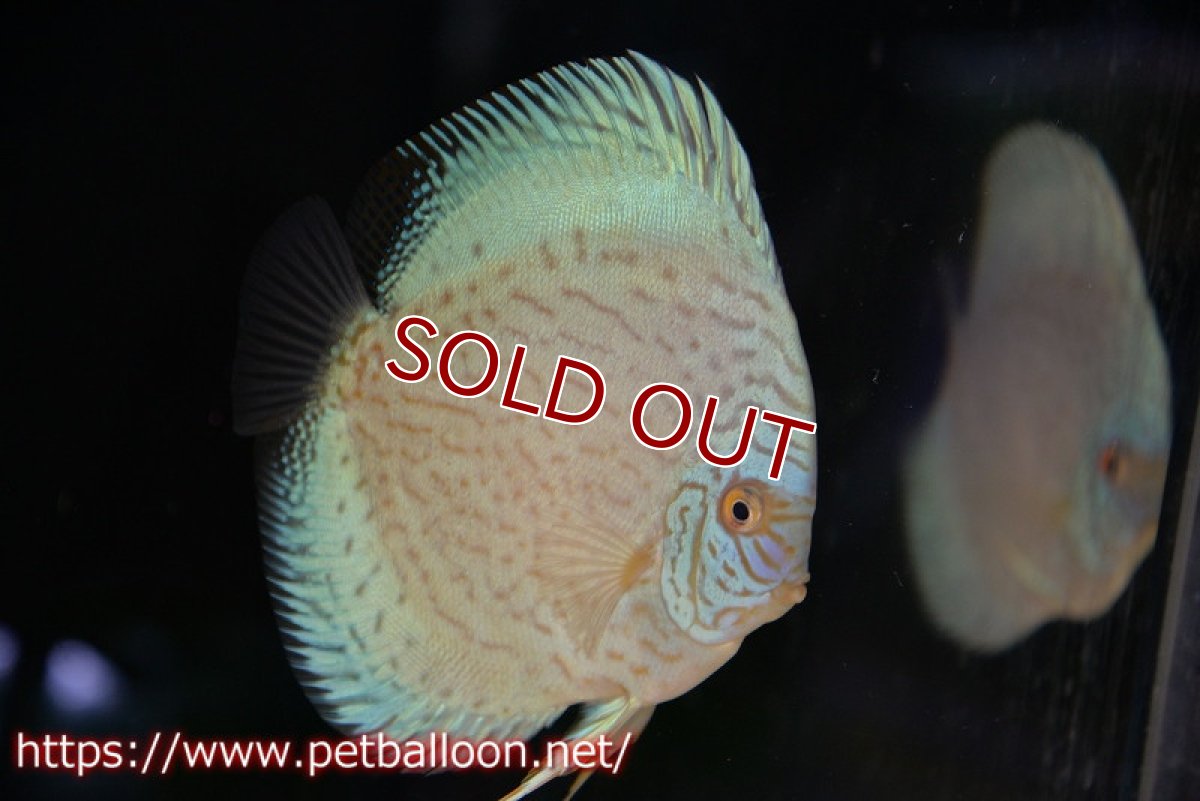 画像2: 【ディスカス】【ディスカス】【通販】ジャイアントブルーフローラ（ハイフォーム）【個体ペア販売】12-13cm（生体）マレーシア　NAディスカスファーム (2)